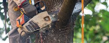 How Our Tree Care Process Works  in  Saw Creek, PA