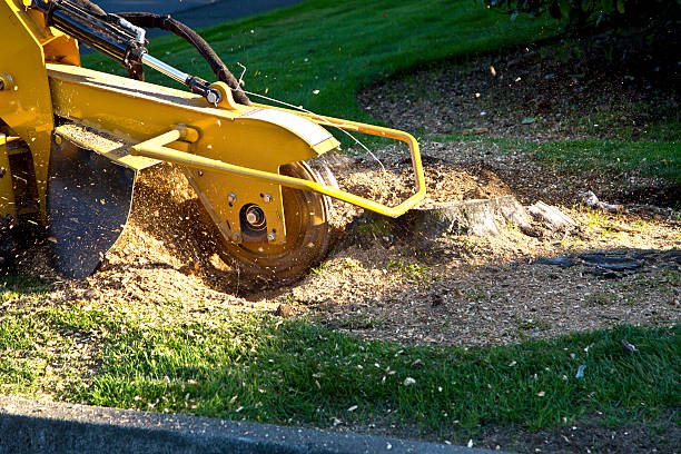 Best Root Management and Removal  in Saw Creek, PA