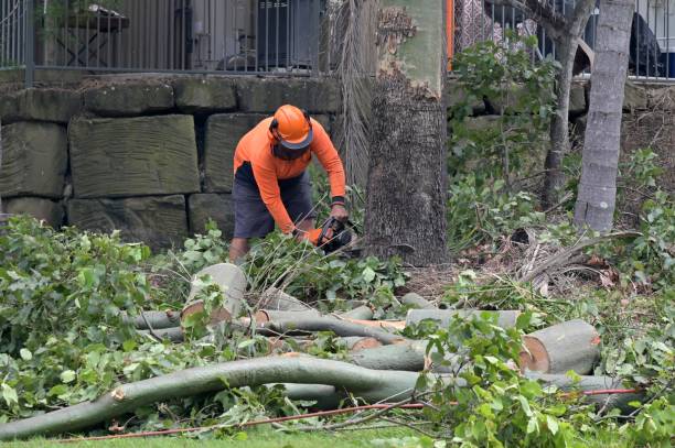 Best Tree Removal  in Saw Creek, PA