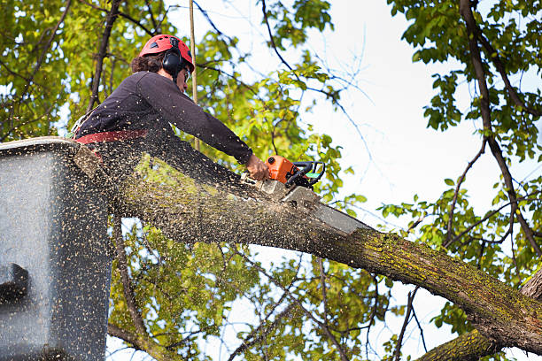 Saw Creek, PA Tree Services Company