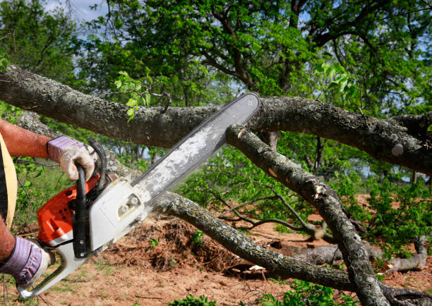 Best Storm Damage Tree Cleanup  in Saw Creek, PA